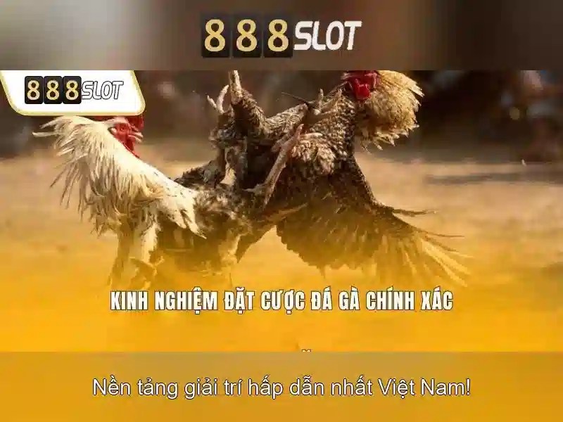 Nền tảng và trải nghiệm người dùng